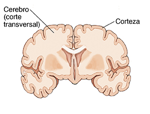 Vista frontal de un corte transversal del cerebro.