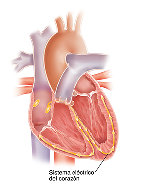 Corte transversal del corazón donde se observa el sistema de conducción.