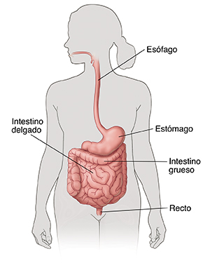 Contorno de una figura humana que muestra el sistema digestivo, donde se destacan el esófago, el estómago, el intestino delgado, el intestino grueso y el recto.