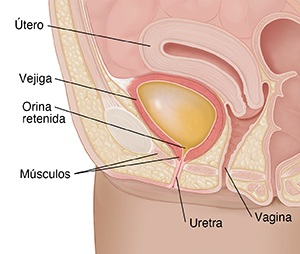 Primer plano de un corte transversal de la pelvis femenina donde se observa la vejiga reteniendo orina.
