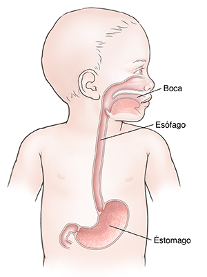 Vista frontal de un niño donde se observa la anatomía del tracto digestivo superior.