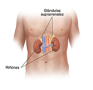 Vista frontal del abdomen de un hombre donde se observan los riñones y las glándulas suprarrenales.
