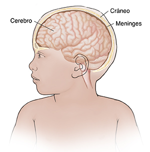 Vista frontal de un niño con la cabeza girada donde se observan el cerebro y las meninges.