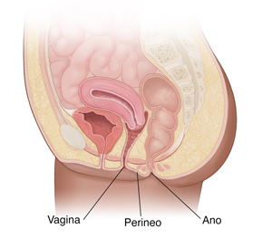Corte transversal del abdomen y pelvis femenina donde se observan la vagina, el ano y el perineo.