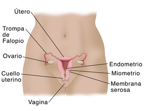 Vista frontal del cuerpo de una mujer en donde se observan el esófago, el estómago y el duodeno.