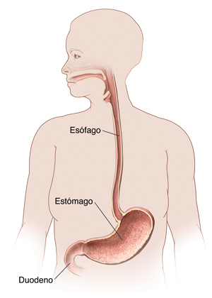 Vista frontal del cuerpo de una mujer en donde se observan el esófago, el estómago y el duodeno.