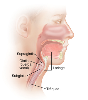 Vista lateral de una cabeza en donde se observan la laringe, las cuerdas vocales y la tráquea.