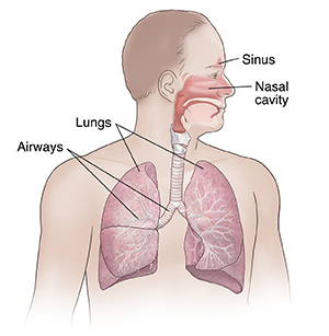 Front view of man showing respiratory system.